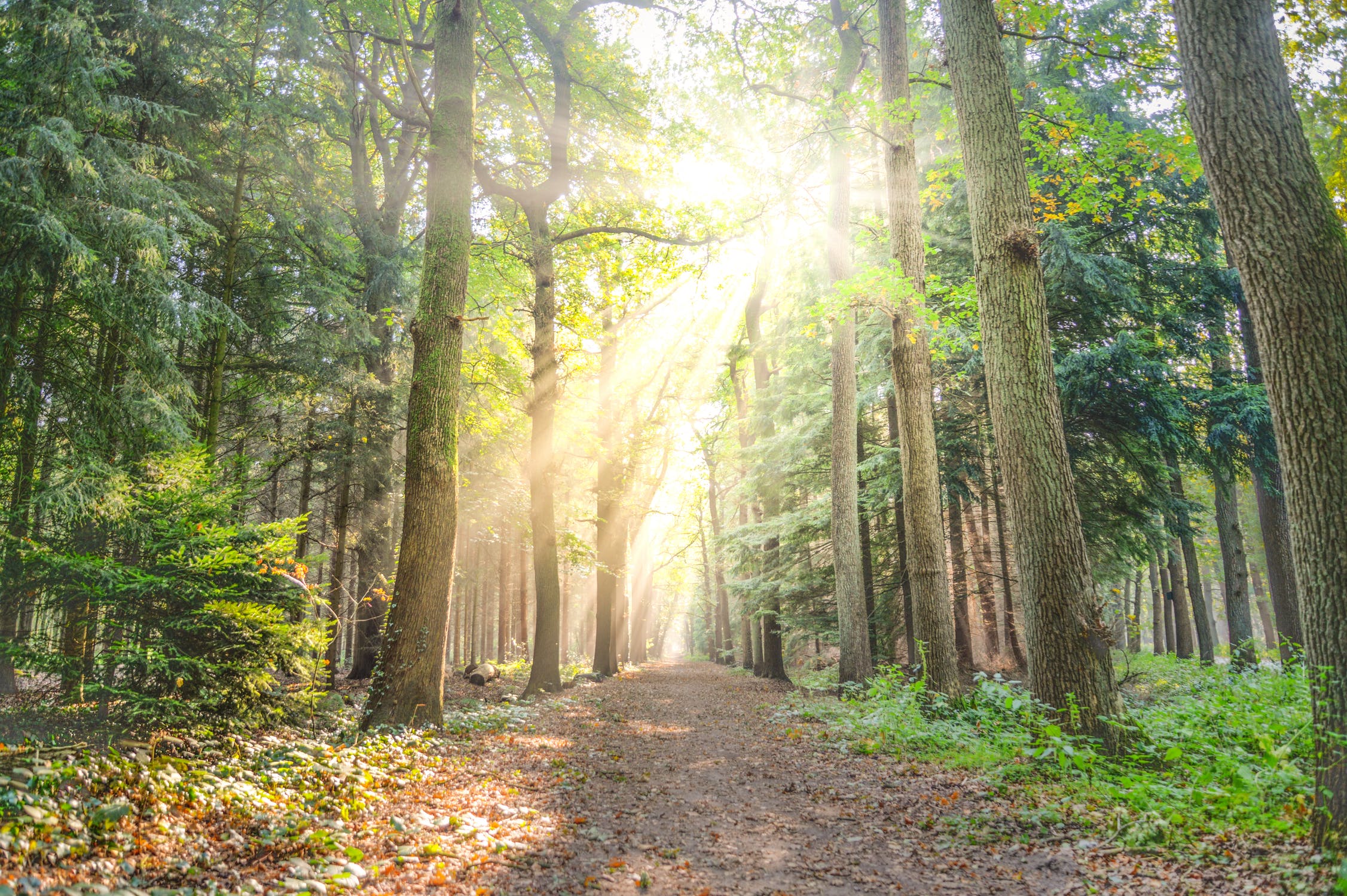 forest-fog-sunny-nature-615348-2